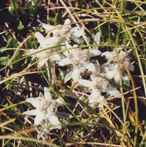 Saxifraga caesia, Potentilla nitida, Leontopodium alpinum